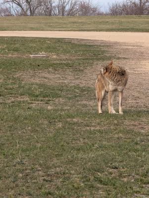 Dog Park at Quann Park photo 2